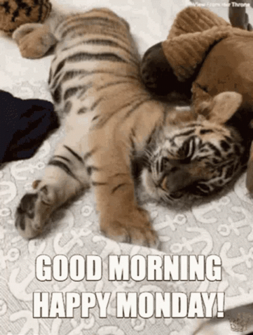 Good Morning Monday Funny Of Tiger GIF