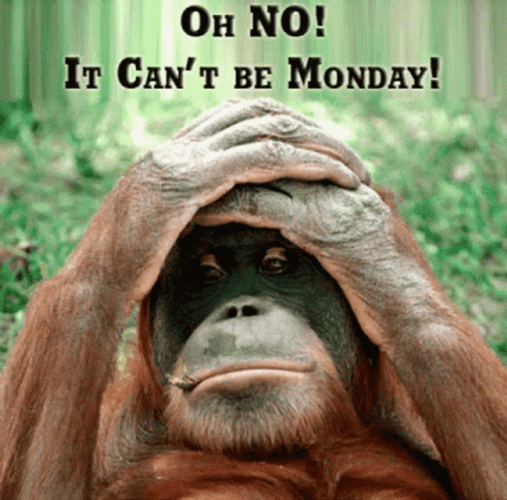 Good Morning Monday Funny Orangutan GIF