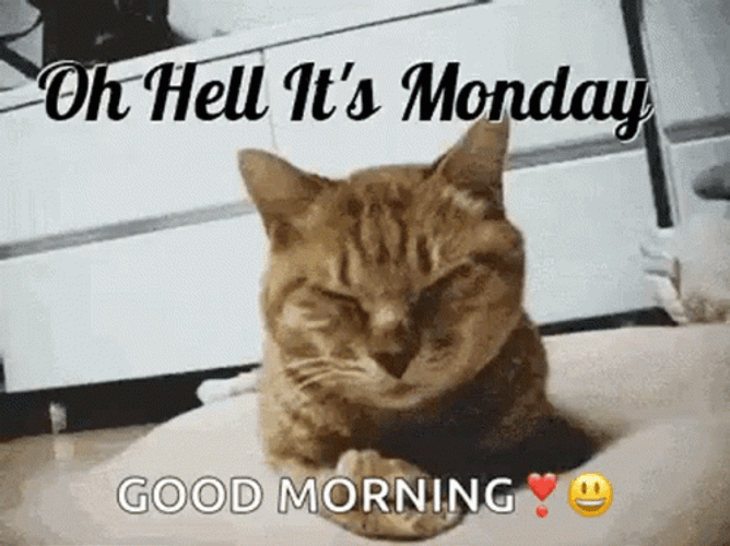 Good Morning Monday Funny Sleepy Cat GIF