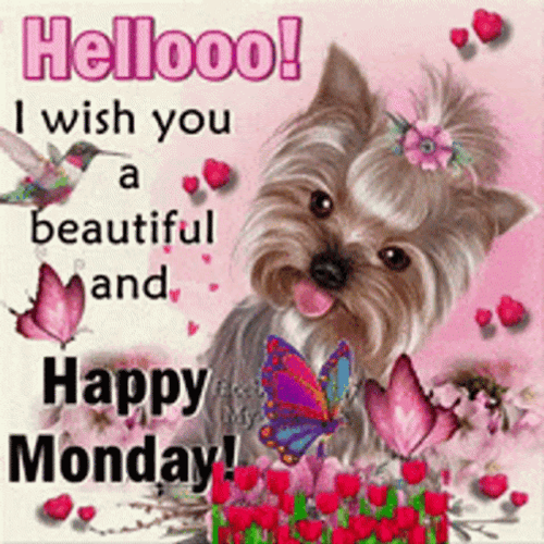 Good Morning Monday Funny Yorkshire Terrier Dog GIF