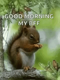 Good Morning My Bff Squirrel Meme GIF