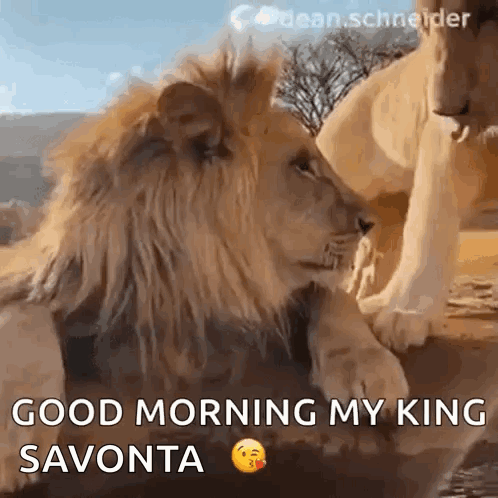 Good Morning My King Savonta Lions