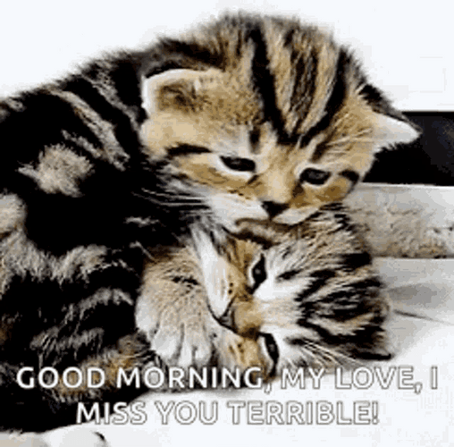 Good Morning My Love Miss You GIF