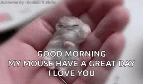 Good Morning My Mouse I Love You GIF