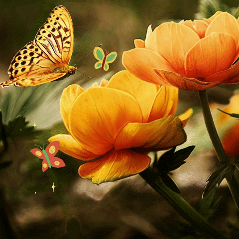 Good Morning Orange Rose Flower GIF