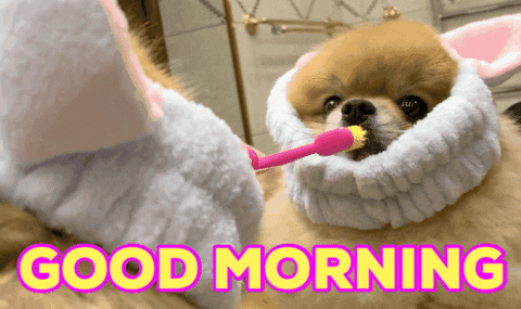 Good Morning Pomeranian Dog GIF