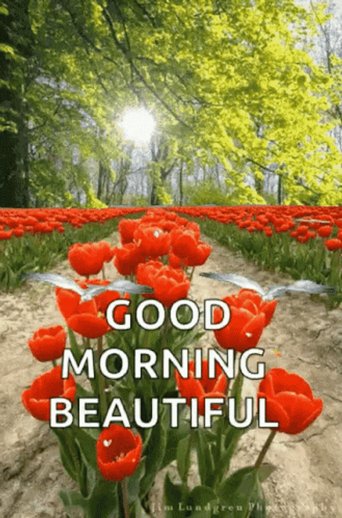 Good Morning Princess GIF