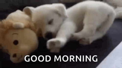 Good Morning Baby White Puppies GIF