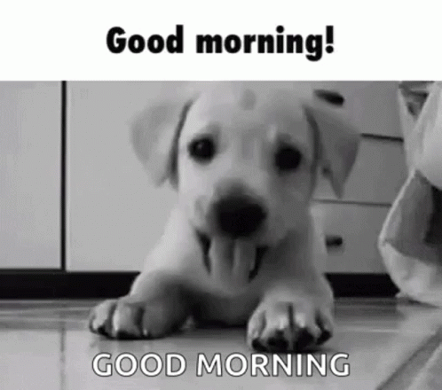 Good Morning Puppies Black And White GIF