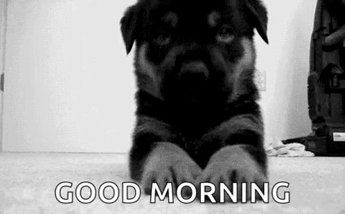 Good Morning Puppies Black Dog GIF