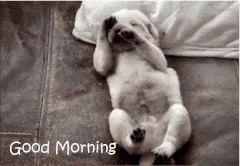 Good Morning Puppies Body Stretch GIF