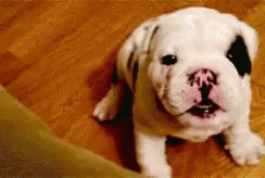Good Morning Puppies Cute Bulldog GIF
