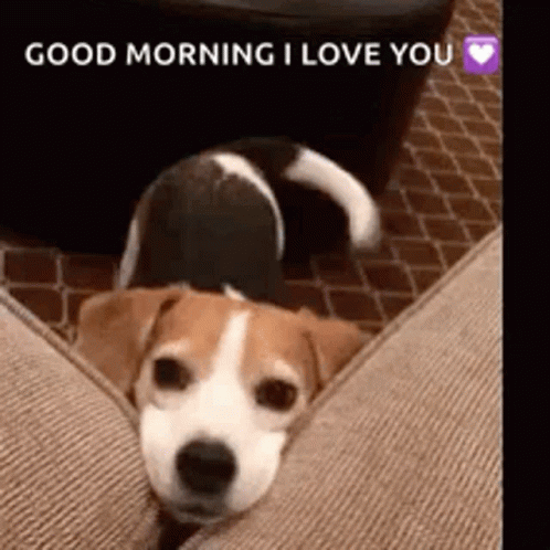 Good Morning Puppies Face Squeeze GIF