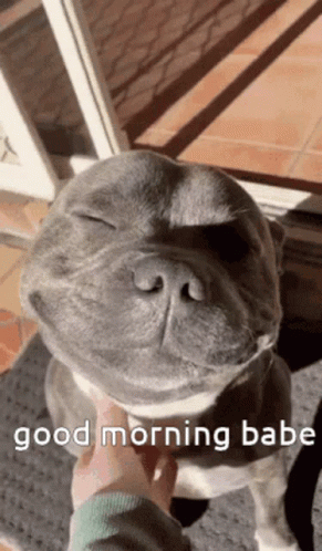 Good Morning Puppies Staffordshire Bull Terrier GIF