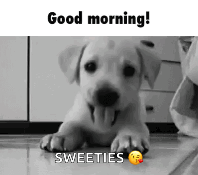 Good Morning Puppies Sweeties Labrador Dog GIF