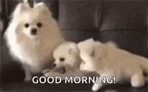 Good Morning Puppies Volpino Dog GIF
