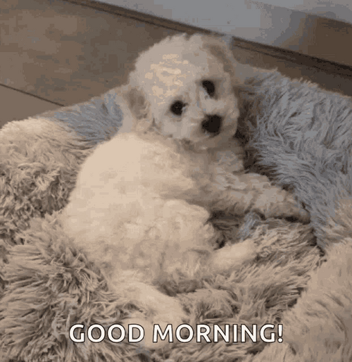 cute good morning puppy meme