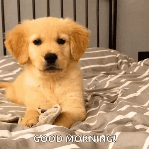 Good Morning Puppy Cute Golden Retriever Wink GIF