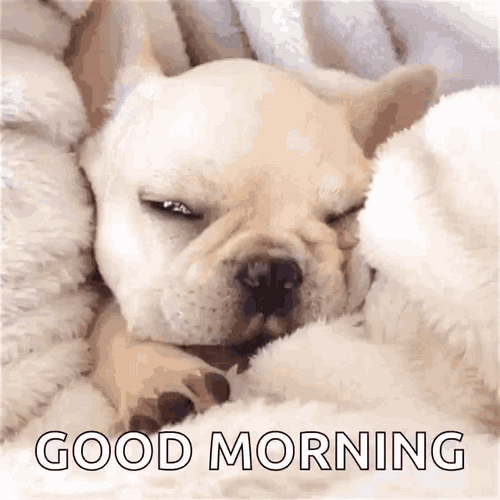 Good Morning Puppy French Bulldog Sleepyhead GIF