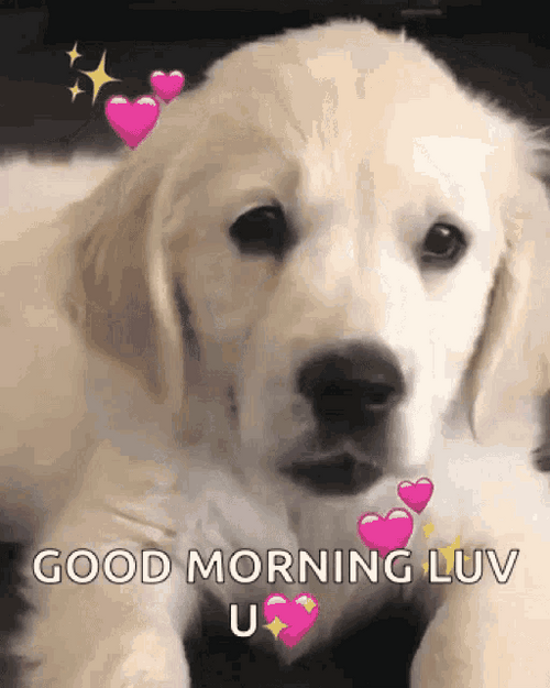 Good Morning Puppy Golden Retriever Cute Smile GIF