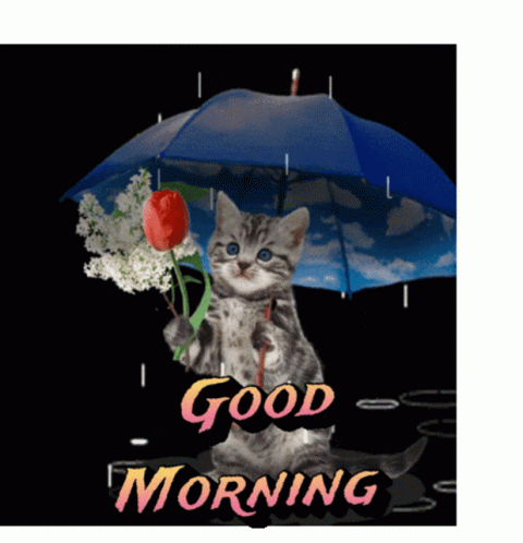Good Morning Rainy Day Poor Cat GIF
