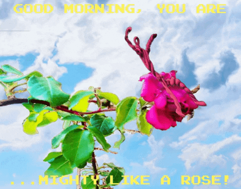 Good Morning Rose You Are Mighty GIF