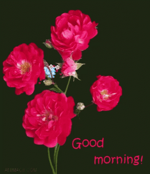Good Morning Roses Burst GIF