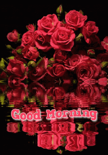 Good Morning Roses Water Reflection GIF