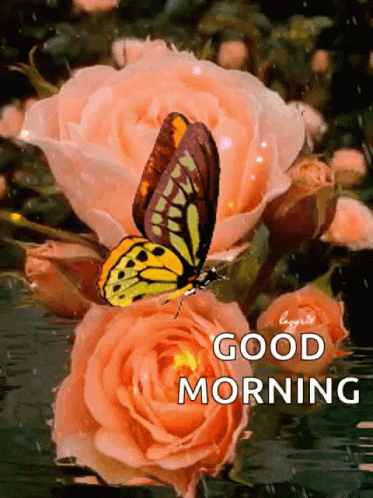 Good Morning Roses Yellow Butterfly GIF