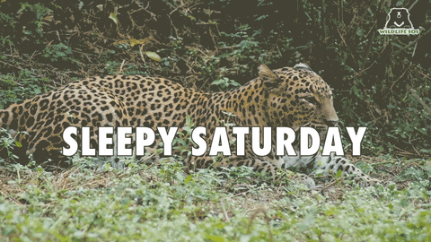 Good Morning Saturday Sleepy Cheetah GIF