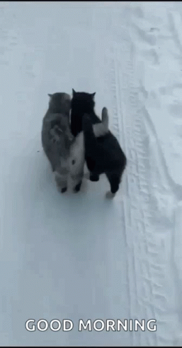 Good Morning Snow Cats Cuddling Walking GIF