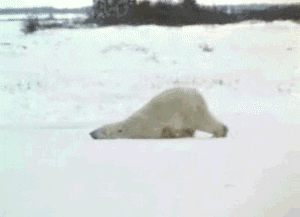 Good Morning Snow Tired Polar Bear GIF