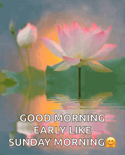 Good Morning Sunday Lotus Flower GIF