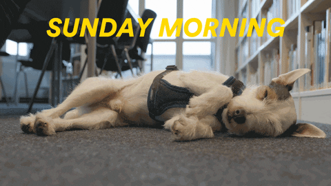 Good Morning Sunday Sleepy Library Dog GIF