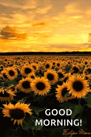 Good Morning Sunflowers At Sunset GIF