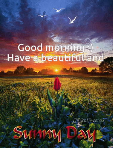 Good Morning Sunny Day GIF