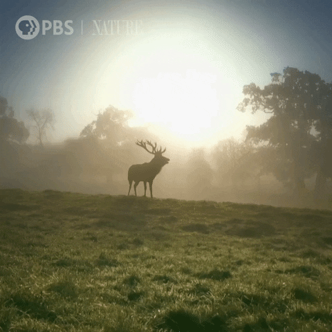 Good Morning Sunrise Forest Deer Silhouette GIF