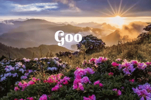 Good Morning Sunrise Pretty Pink Flowers GIF