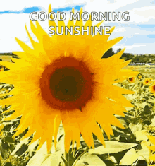 Good Morning Sunshine Pretty Sunflower GIF