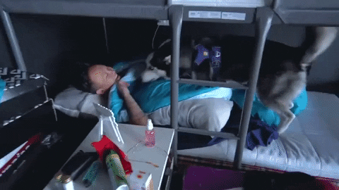 Good Morning Sweetheart Dog GIF