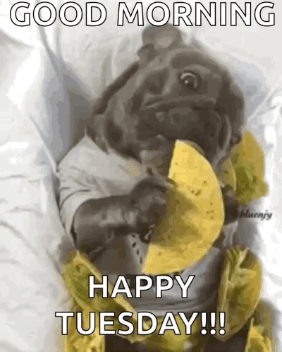 Good Morning Taco Tuesday Lazy Dog Eating GIF