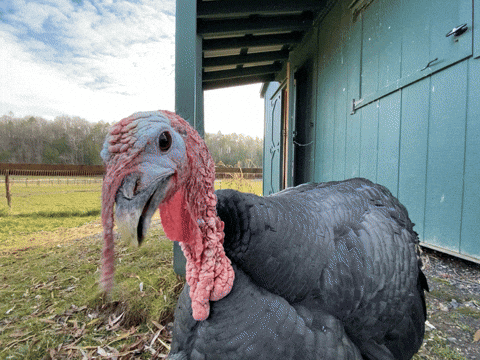 Good Morning Turkey Wake Up Call GIF