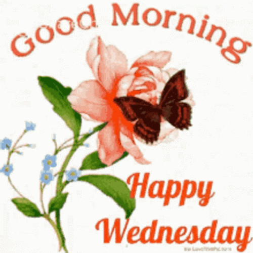 Good Morning Wednesday Happy Wednesday Butterfly Flower Simple GIF ...