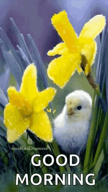 Good Morning Yellow Flower Gif GIF