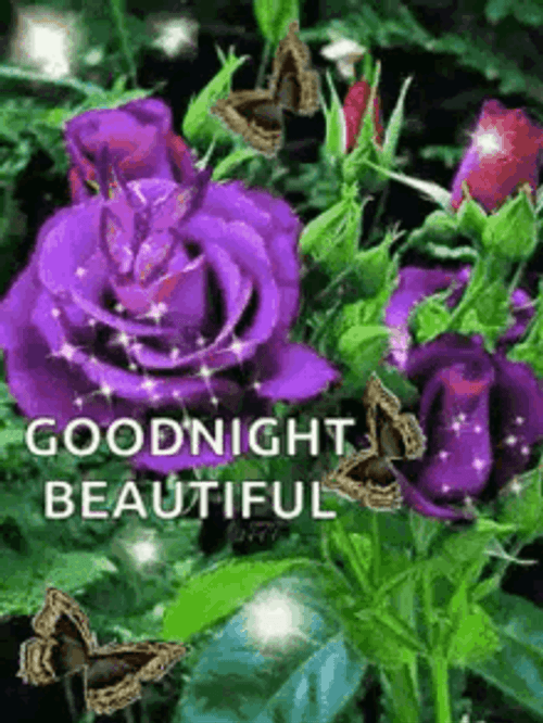 Good Night Beautiful Sparkling Violet Roses GIF