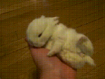 Good Night Bunny GIF