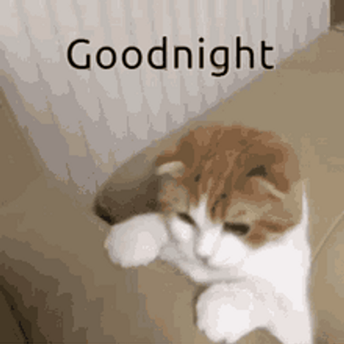 Good Night Cute Cat Hide Couch GIF