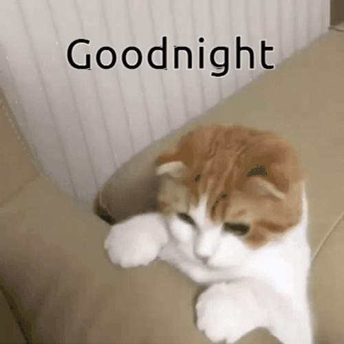 Good Night Cute Chubby Cat GIF