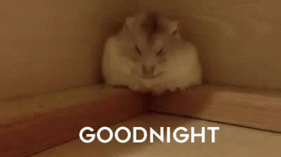 Good Night Cute Sleepy Hamster Roll GIF