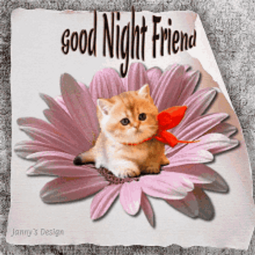 Good Night Friend Adorable Kitten Graphic Design GIF